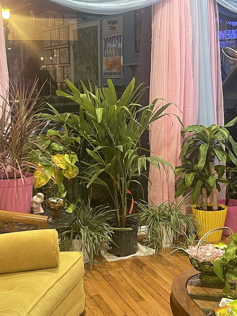 Christmas Palm Celebration