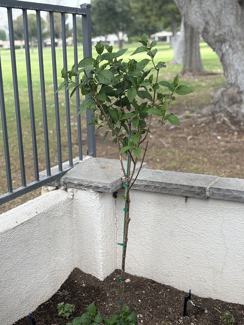Little Lime “Rock Star” Hydrangea Tree