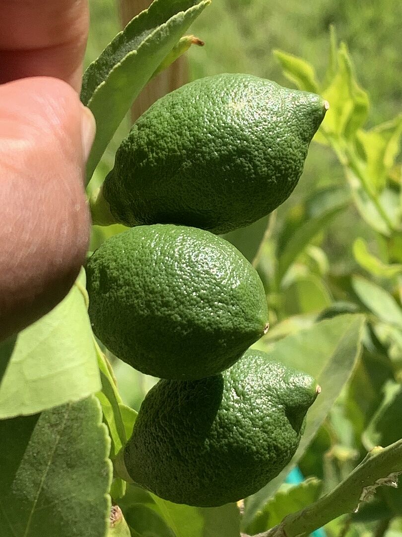 Media from review #9