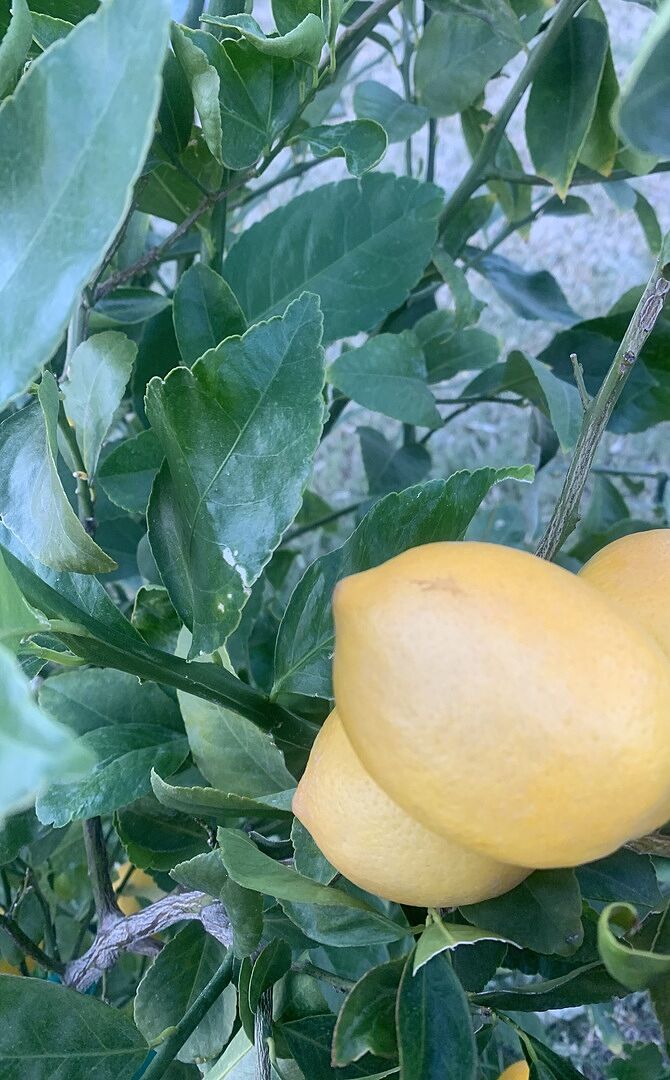 Media from review #1