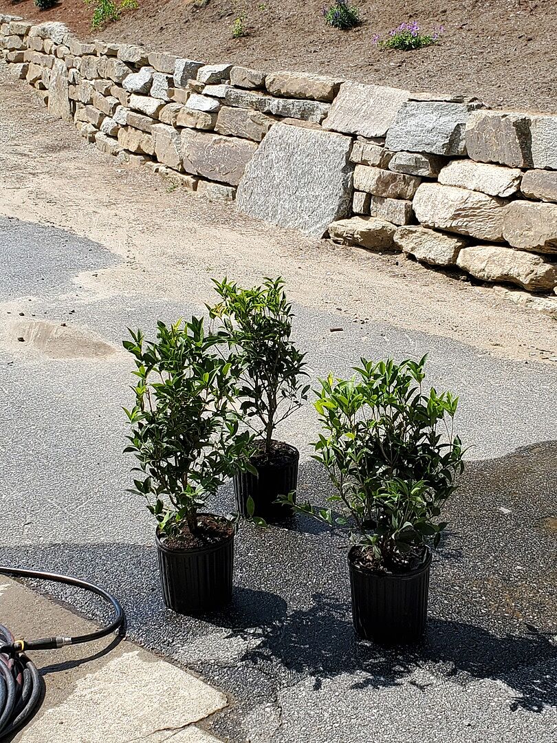 Gorgeous, healthy and excellent quality.