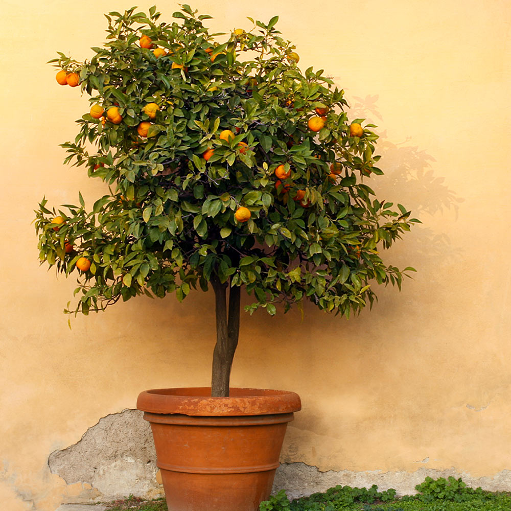 Owari Satsuma Tree