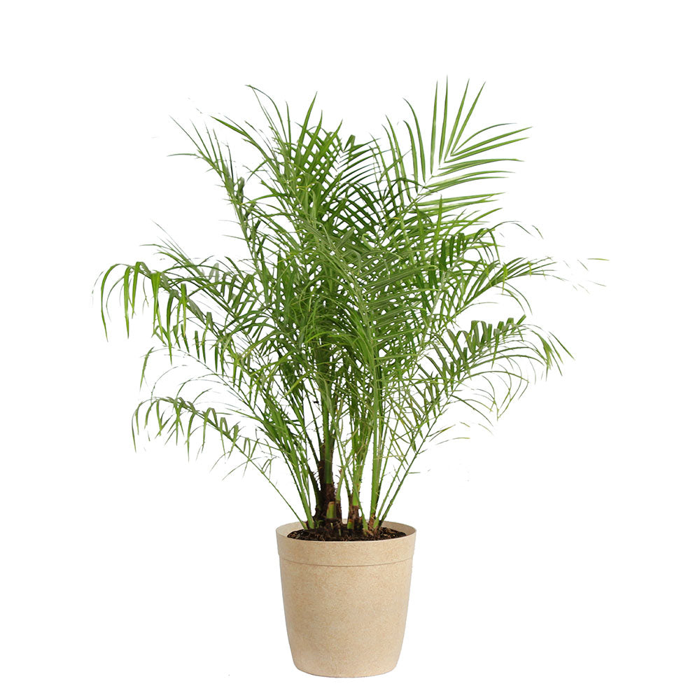 #4 - Pygmy Date Palm Tree