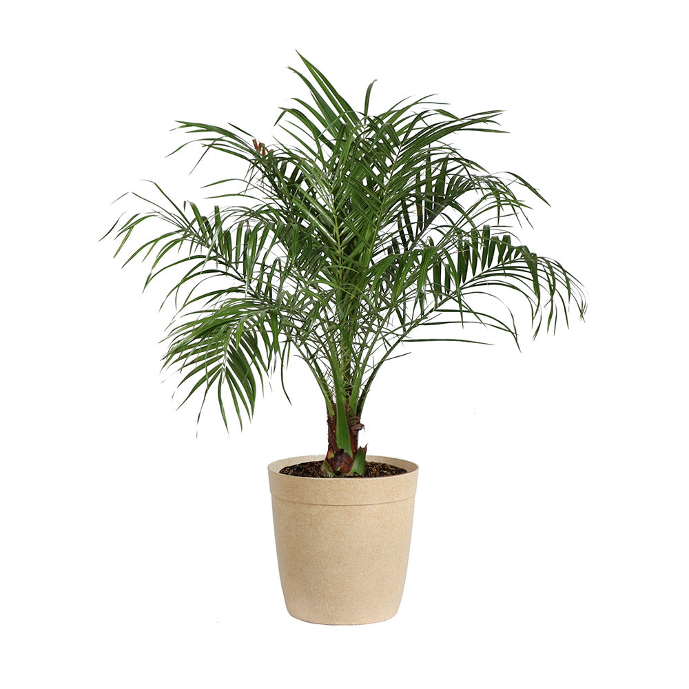 #7 - Pygmy Date Palm Tree