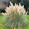 Pampas Grass