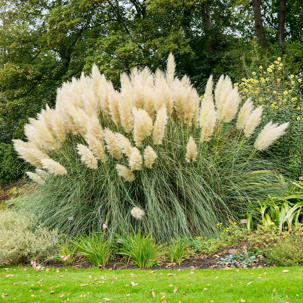 #1 - Pampas Grass