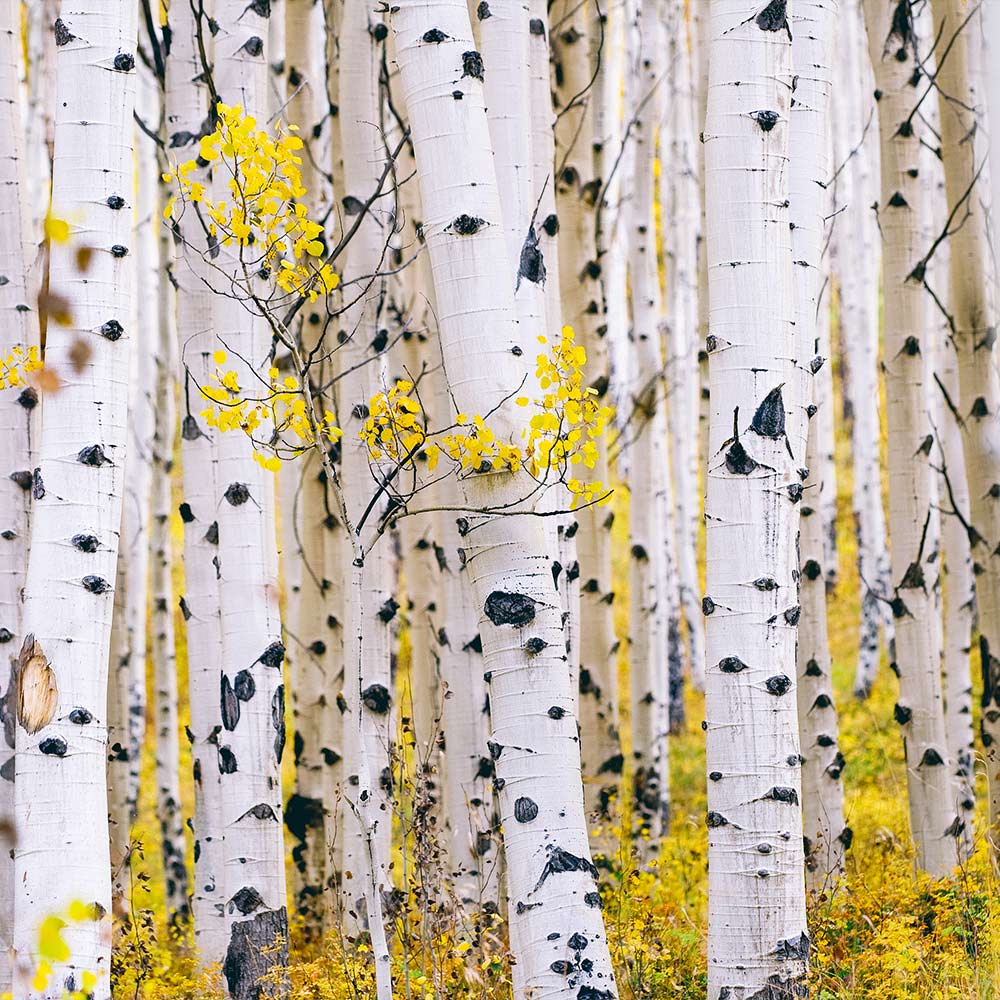 #3 - White Birch Tree