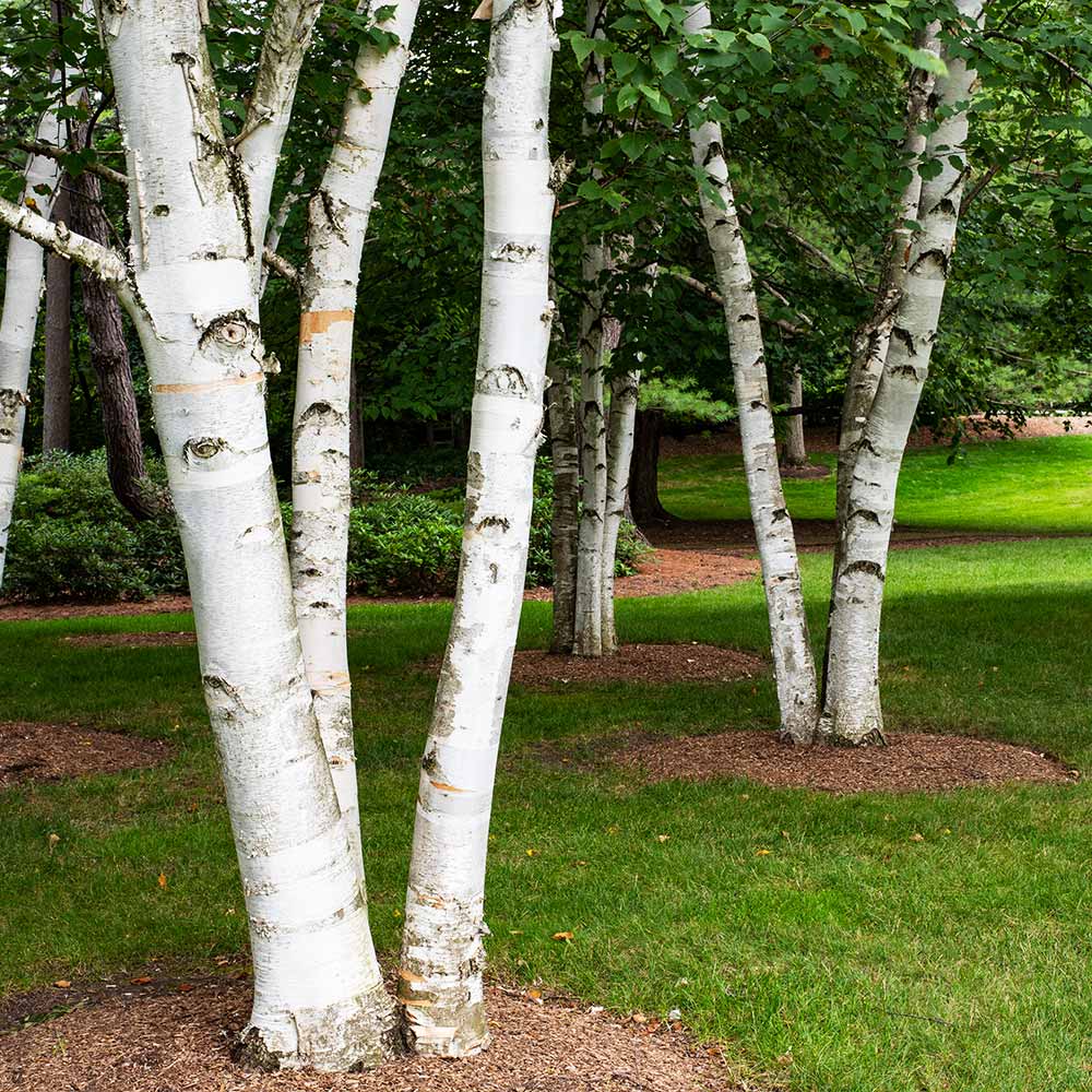 #2 - White Birch Tree