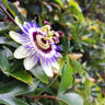 Passion Fruit Vine