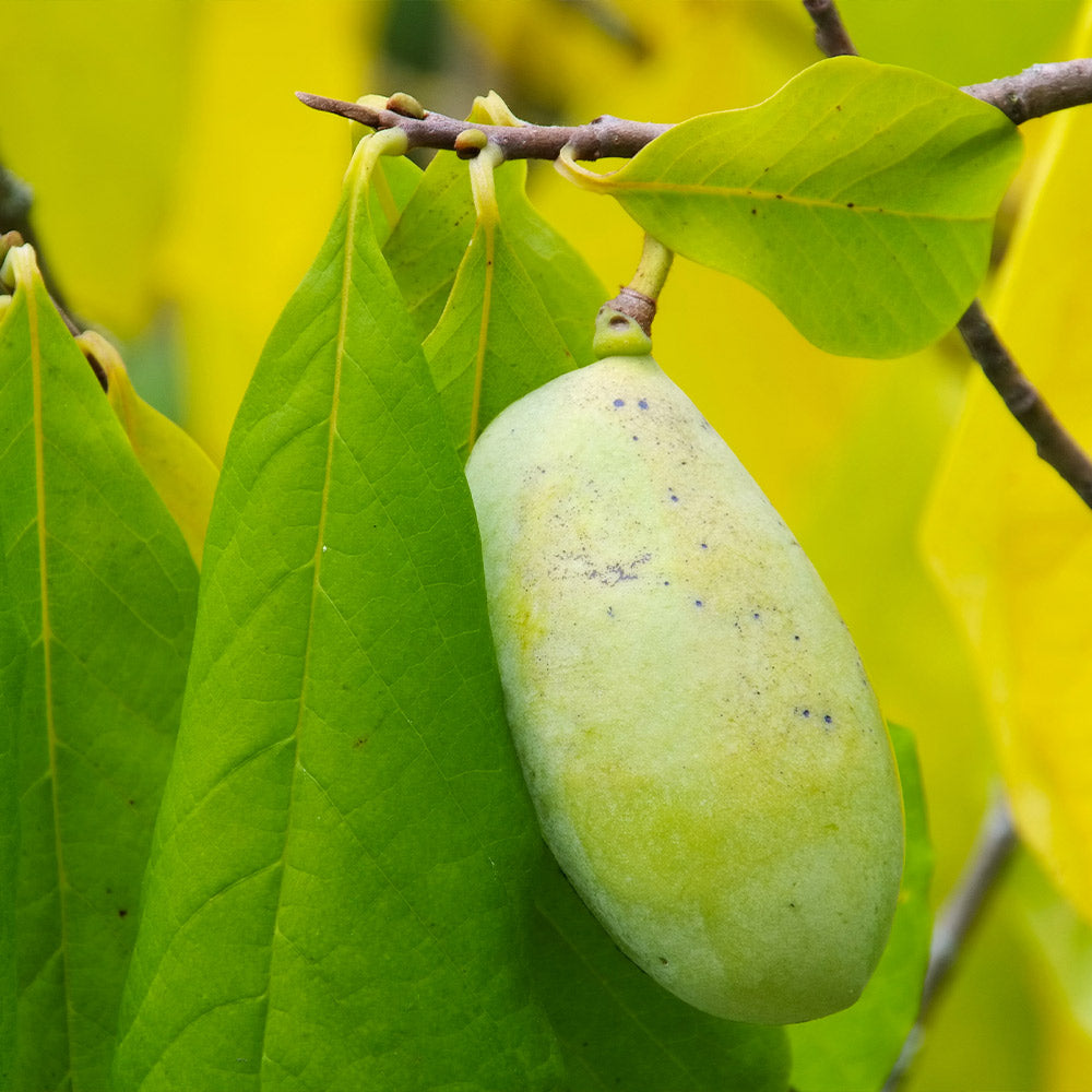 A photo of the American Paw Paw Tree