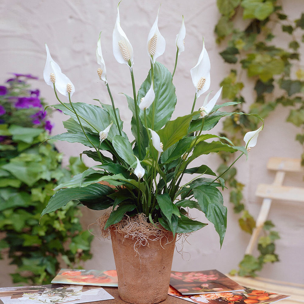 #3 - Peace Lily