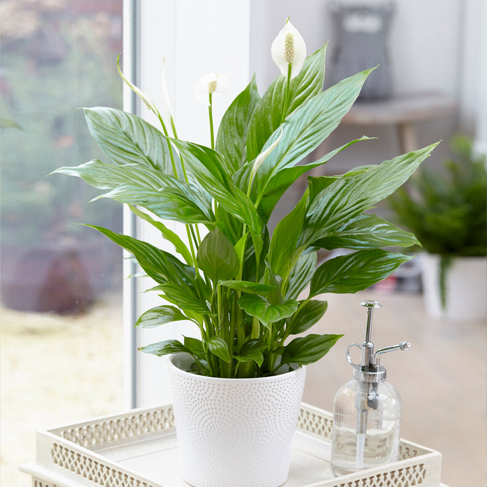 #1 - Peace Lily