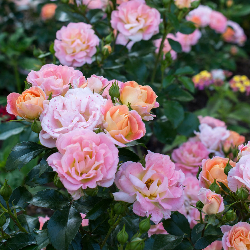 #1 - Peach Drift® Rose