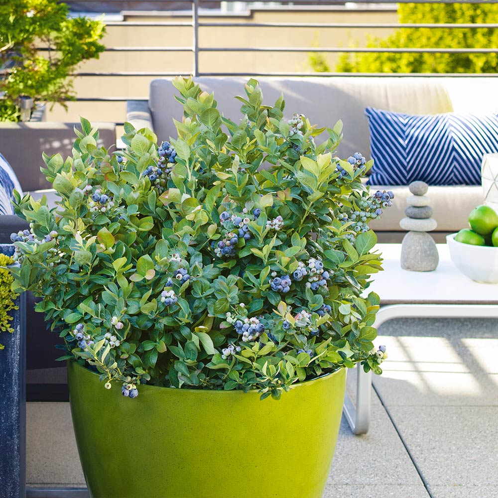 Bushel and Berry® Blueberry Peach Sorbet Plant