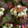 Bushel and Berry® Blueberry Peach Sorbet Plant