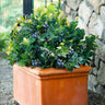 Bushel and Berry® Blueberry Peach Sorbet Plant