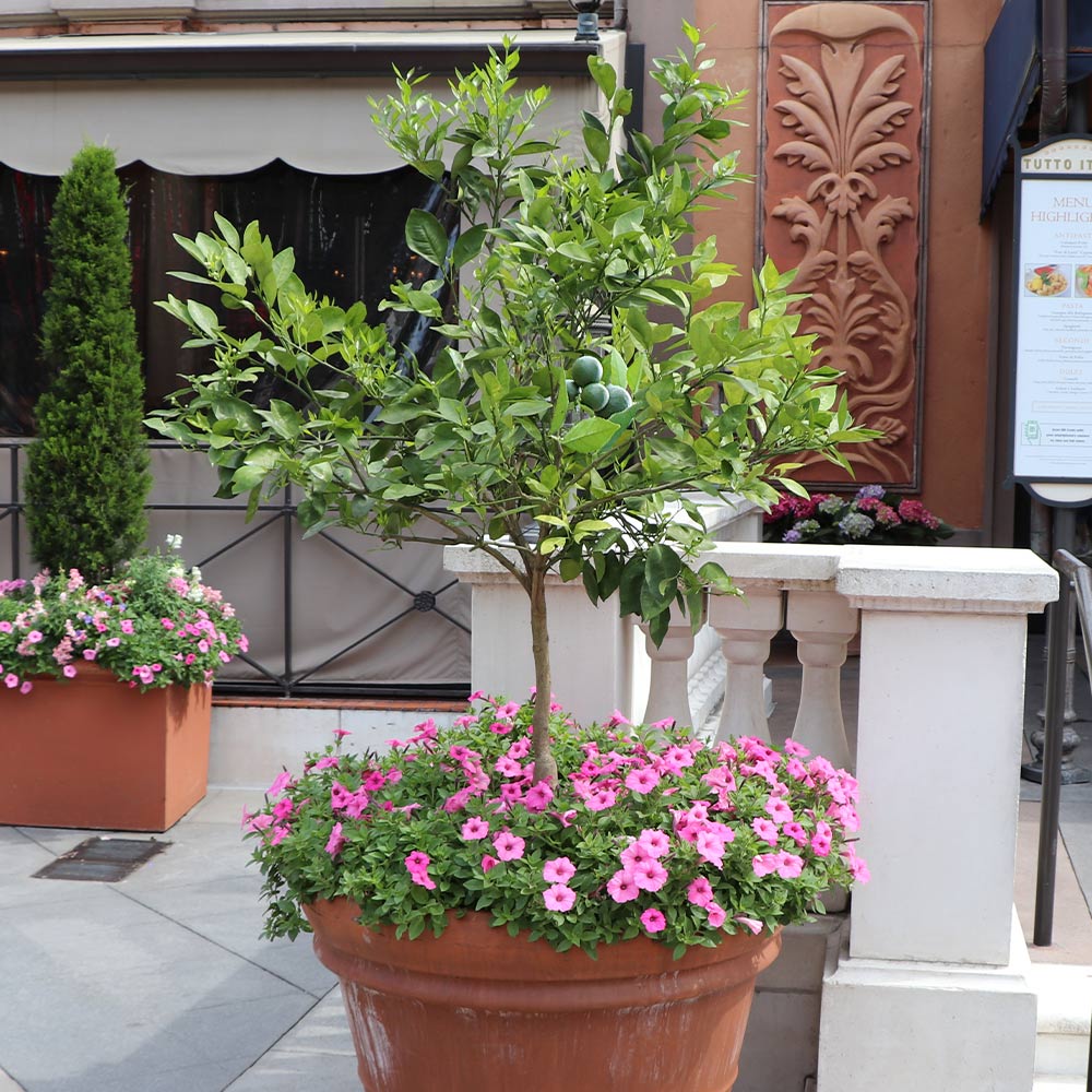 #2 - Persian Lime Tree