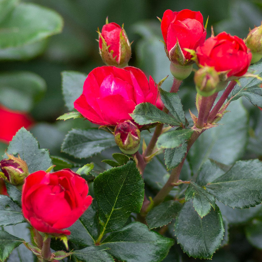 #2 - Petite Knock Out® Rose Shrub