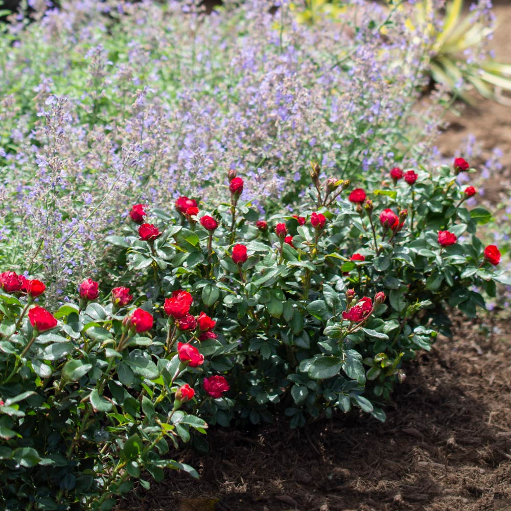 A photo of the Petite Knock Out® Rose Shrub