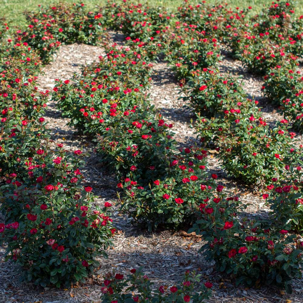#4 - Petite Knock Out® Rose Shrub