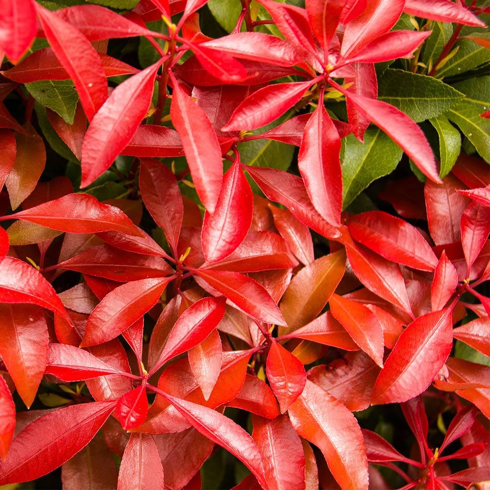 #2 - Pieris Mountain Fire Plant