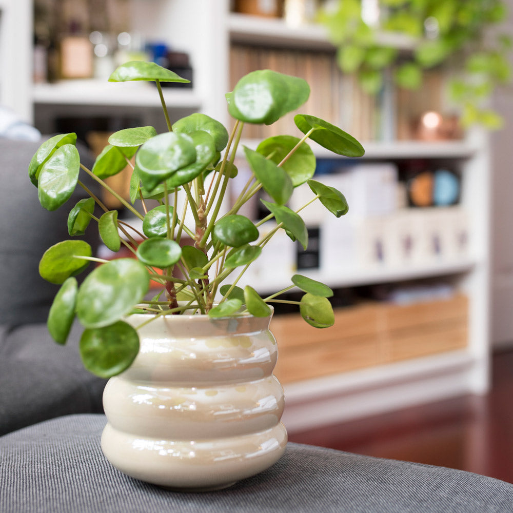 A photo of the Pilea peperomioides (Pancake Plant)