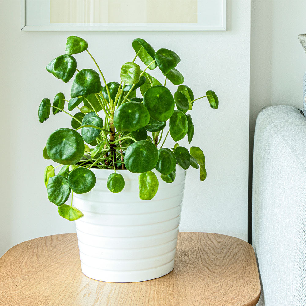 #2 - Pilea peperomioides (Pancake Plant)