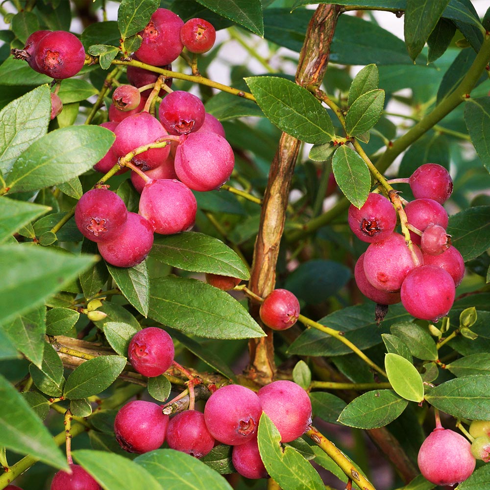 A photo of the Pink Lemonade Blueberry Plant