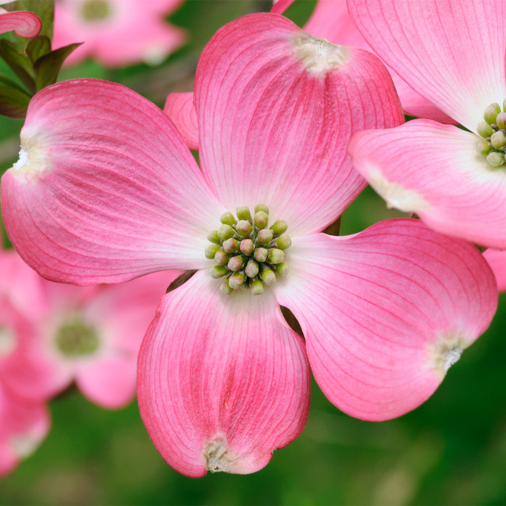A photo of the Pink Dogwood Tree