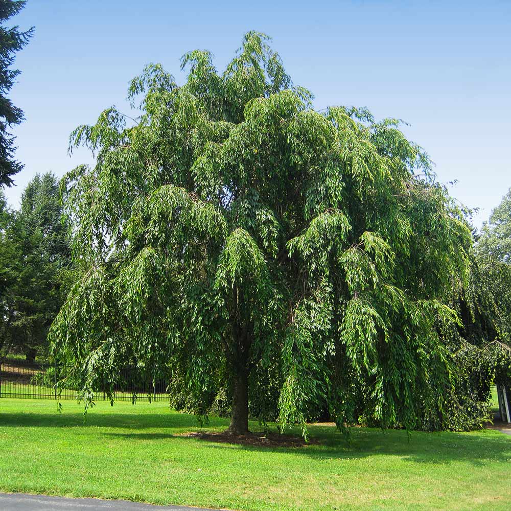 #3 - Pink Weeping Cherry Tree