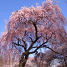 Pink Weeping Cherry Tree
