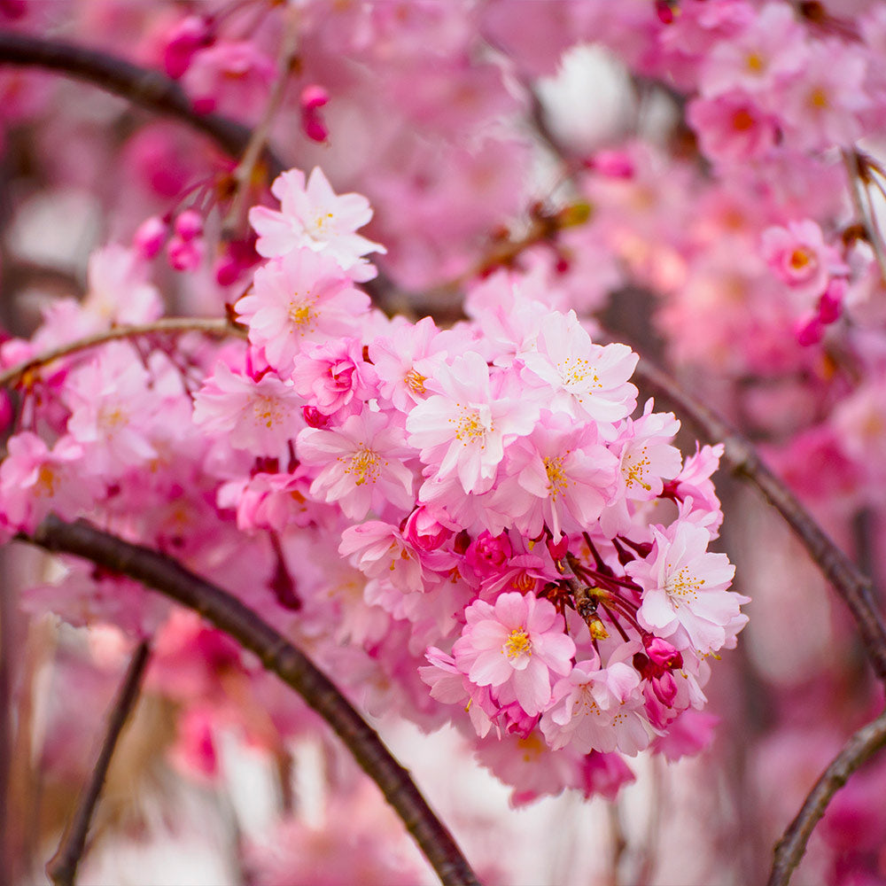 #2 - Pink Weeping Cherry Tree