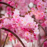 Pink Weeping Cherry Tree