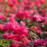 Double Pink Knock Out® Shrub