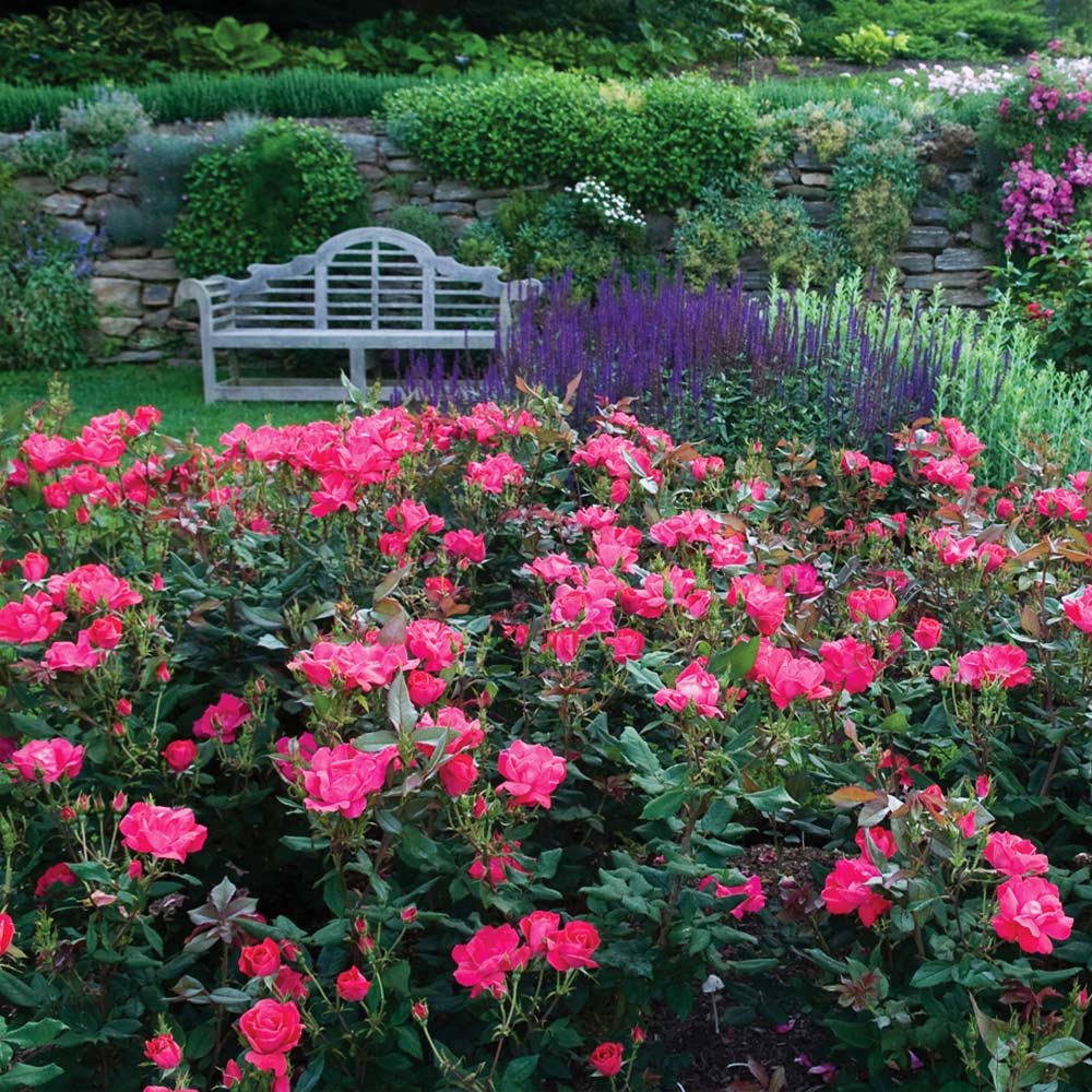 #2 - Double Pink Knock Out® Shrub