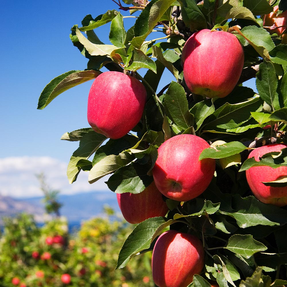 A photo of the Pink Lady Apple Tree