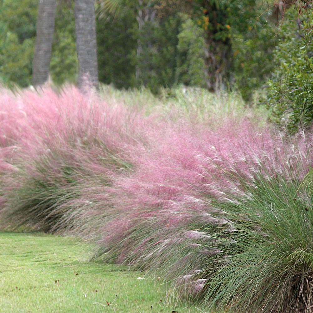 Pink Muhly Grass