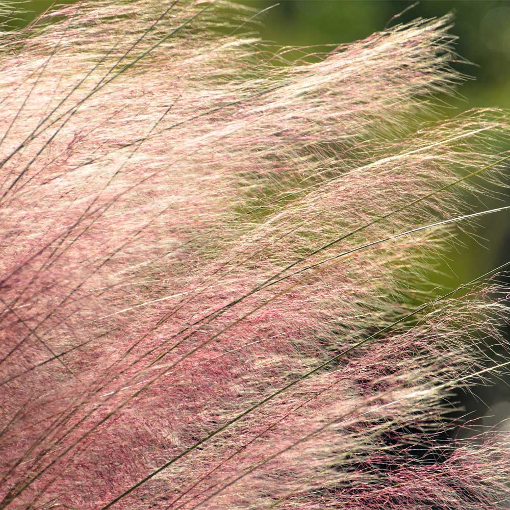 #2 - Pink Muhly Grass