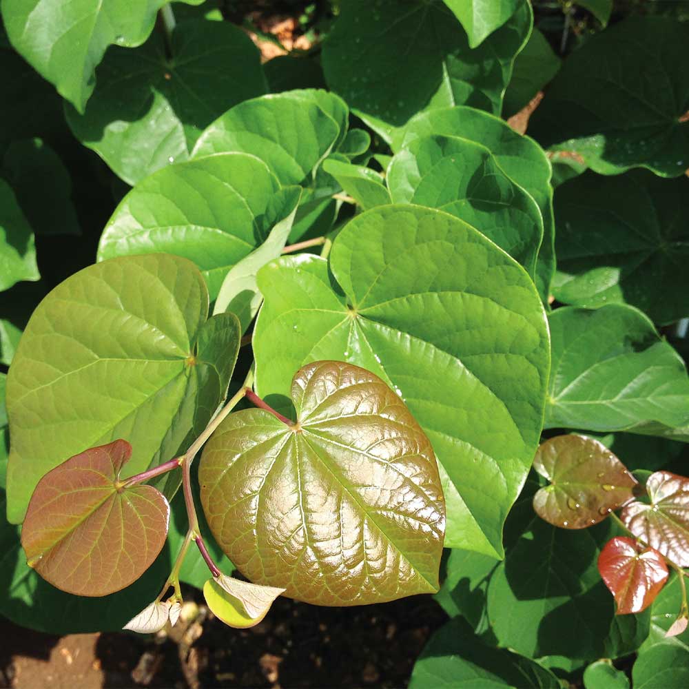 #3 - Pink Pom Poms' Redbud Tree