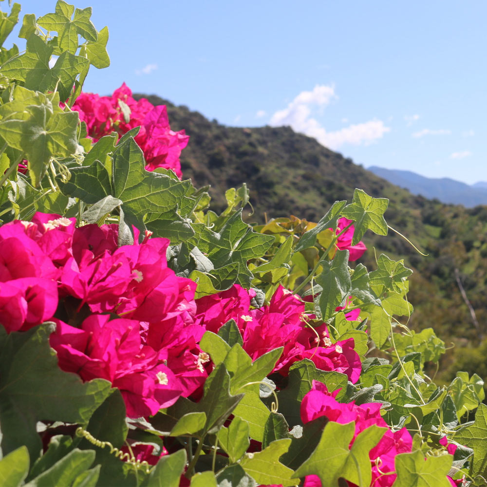 #1 - Pink Pixie Bougainvillea