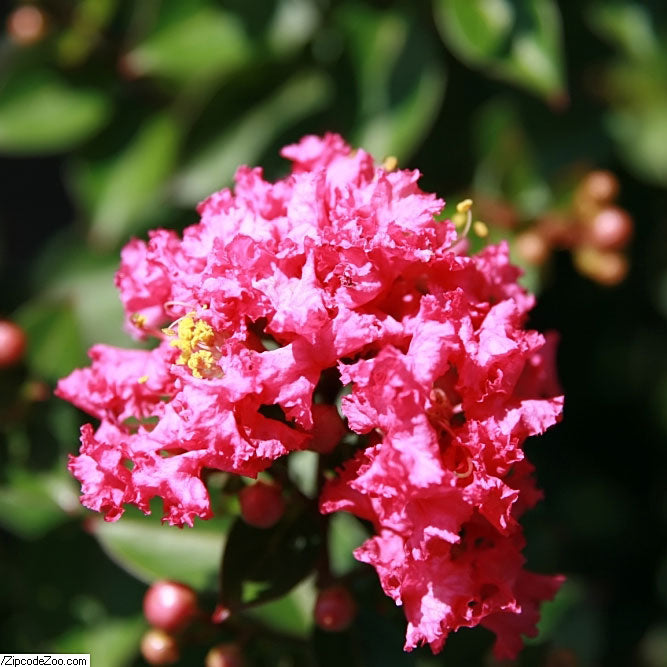 #2 - Pocomoke Crape Myrtle