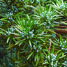 Yew Podocarpus
