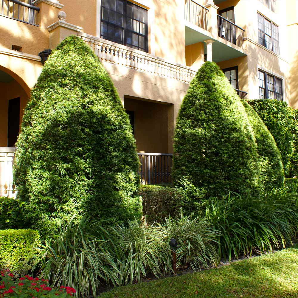 A photo of the Yew Podocarpus