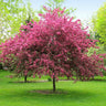 Prairifire Crabapple Tree