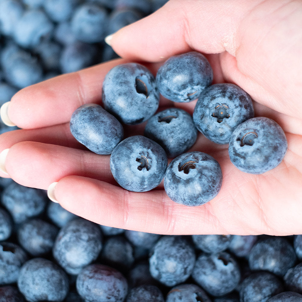 #2 - Premier Blueberry Bush