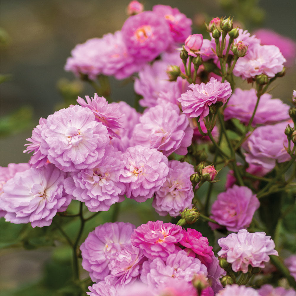 A photo of the Pretty Polly® Lavender Rose