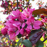 Profusion Crabapple Tree