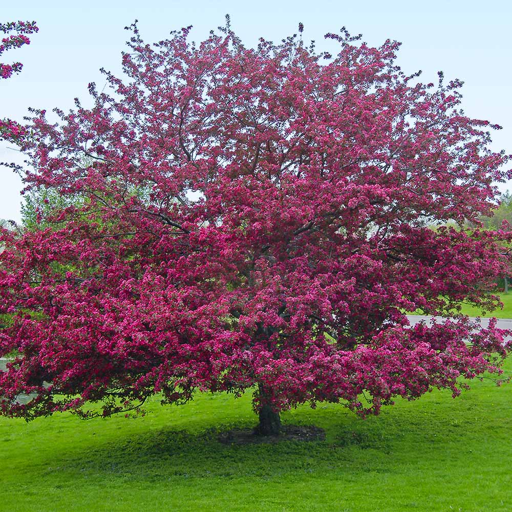 A photo of the Profusion Crabapple Tree