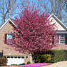 Profusion Crabapple Tree