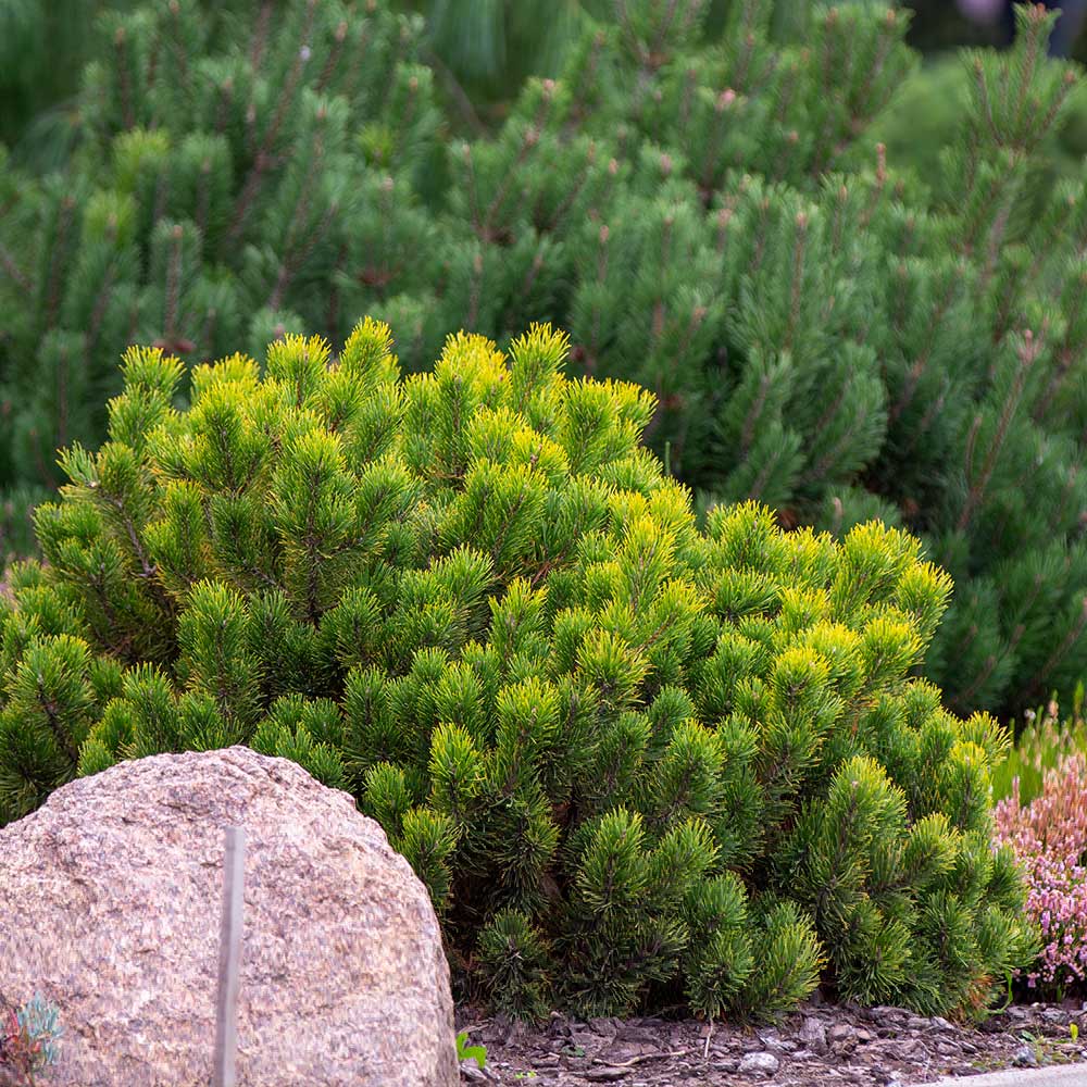 #2 - Dwarf Mugo Pine